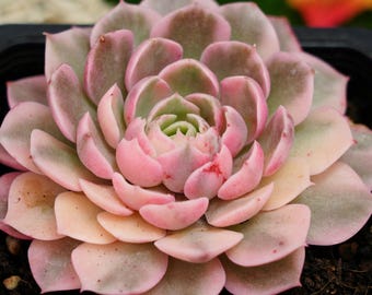 エケベリア デザート ローズ、多肉植物、多肉植物ギフト - Etsy 日本