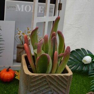May include: A succulent plant with long, green leaves and red tips growing in a brown, textured ceramic planter. The planter has a geometric pattern and is sitting on a green surface.