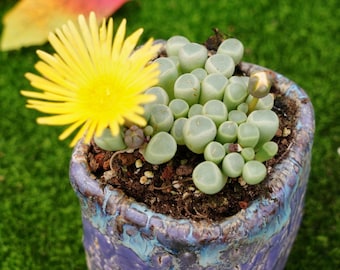 Fenestraria Aurantiaca da 2,5''