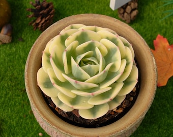 10''Echeveria Lenore Dean