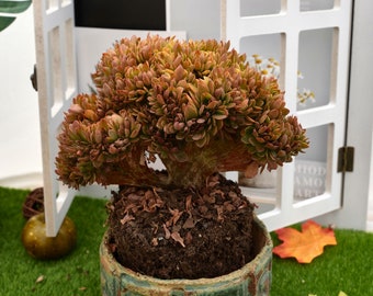 7''Echeveria Candy Crested
