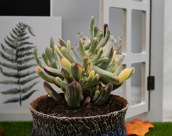 5&#39;&#39;Cotyledon Orbiculata Long Leaf Variegated