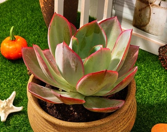 5''Echeveria Kannedy