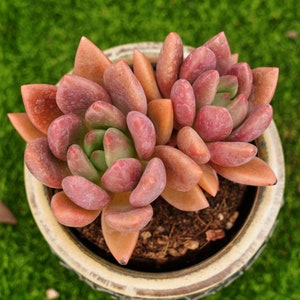 4&#39;&#39; Echeveria Peach Blossom