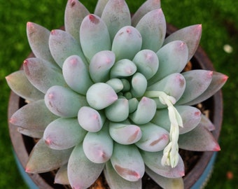 パキベリア レッド エンジェルズ フィンガー - 生きた多肉植物 - Etsy 日本