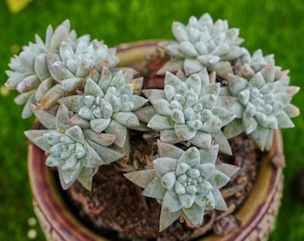 現在、この商品の在庫はありません - Etsy