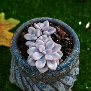 2.5&#39;&#39; Graptopetalum Ellen