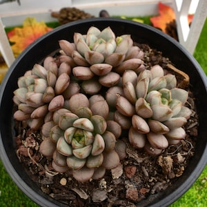 6&#39;&#39;Graptoveria &#39;Amethorum&#39;