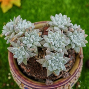 May include: A close-up of a succulent plant in a decorative pot. The plant has light green leaves with a fuzzy texture and is arranged in a circular pattern. The pot is brown with a colorful design.