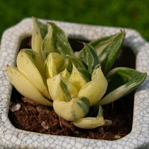 2&#39;&#39; Haworthia Cymbiformis Variegated