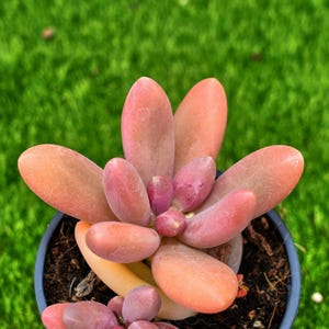4&#39;&#39; Pachyphytum Captain Jessop