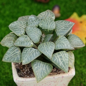 5&#39;&#39; Haworthia 101 Crystal