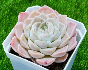 7,5 cm Echeveria Elegans Vit Ros