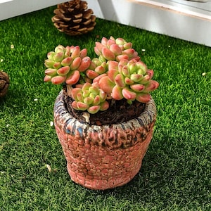 May include: A small succulent plant with red and green leaves growing in a terracotta pot with a textured surface. The pot is sitting on a green artificial grass surface.