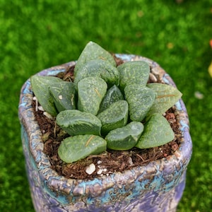 2.5&#39;&#39; Haworthia Kaleidoscope