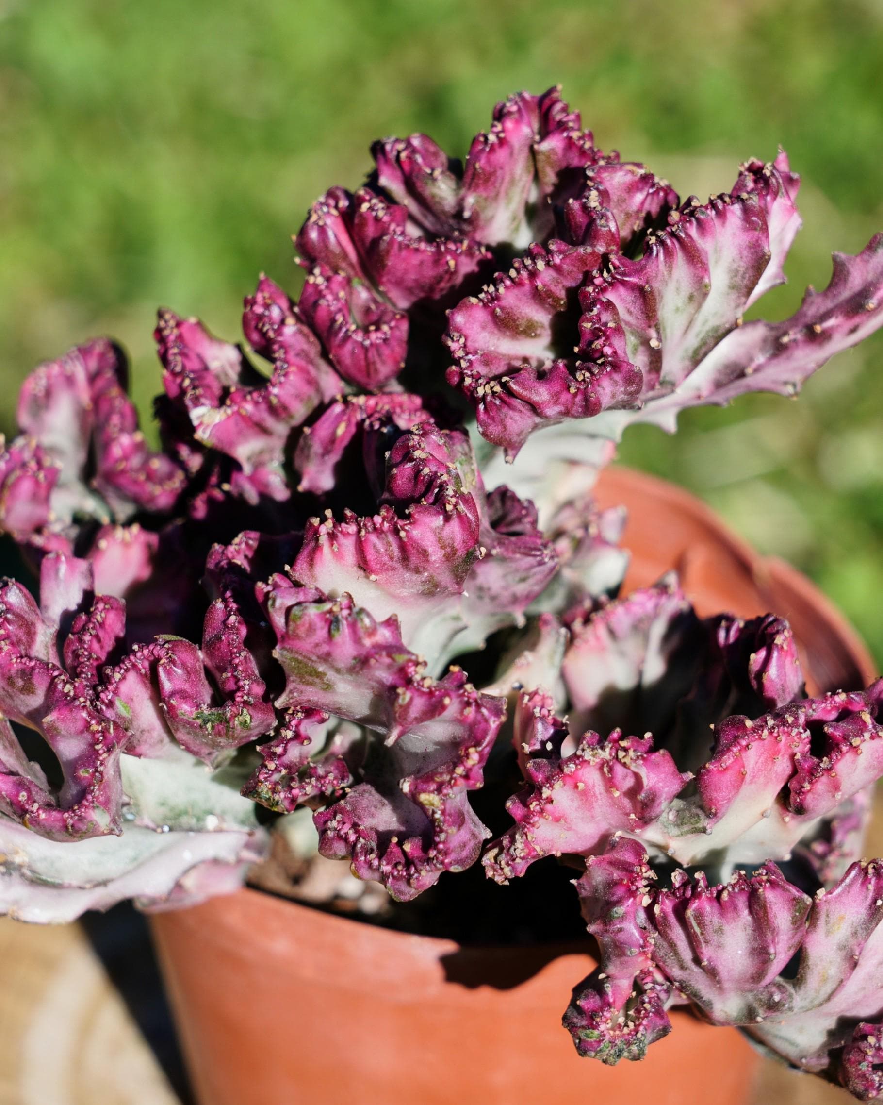 MaySlateArt - Etsy 日本