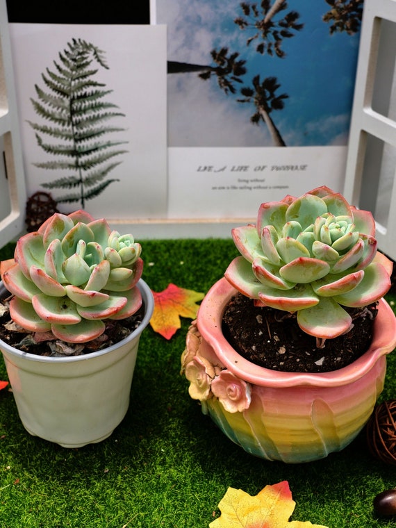 3'' エケベリア「ホワイト ムーンライト」 - Etsy 日本