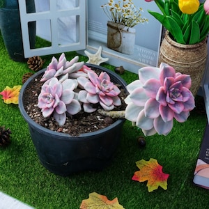 8&#39;&#39; Graptopetalum Purple Delight Variegated
