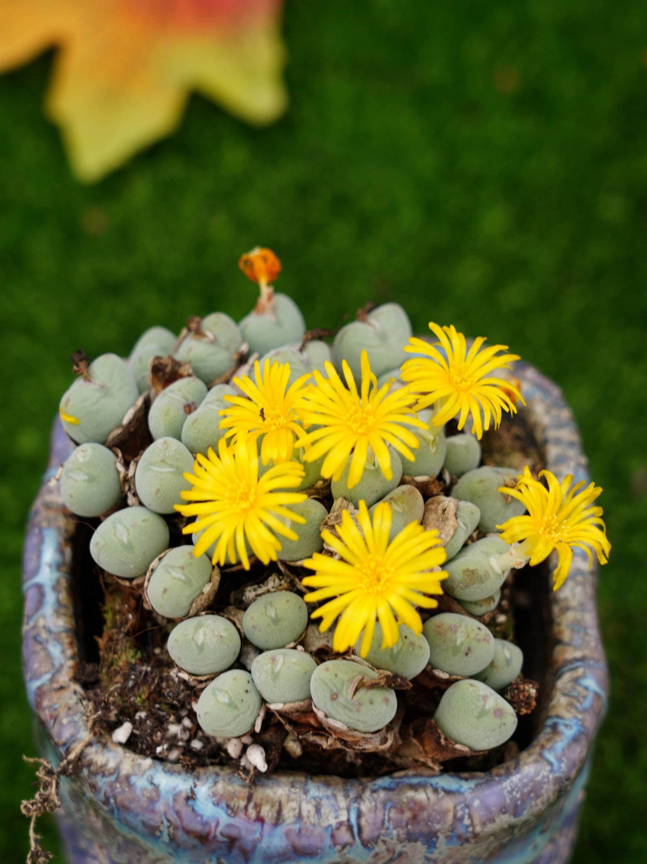 コノフィツム　pageae Bethen Conophytum pageae - World of Succulents