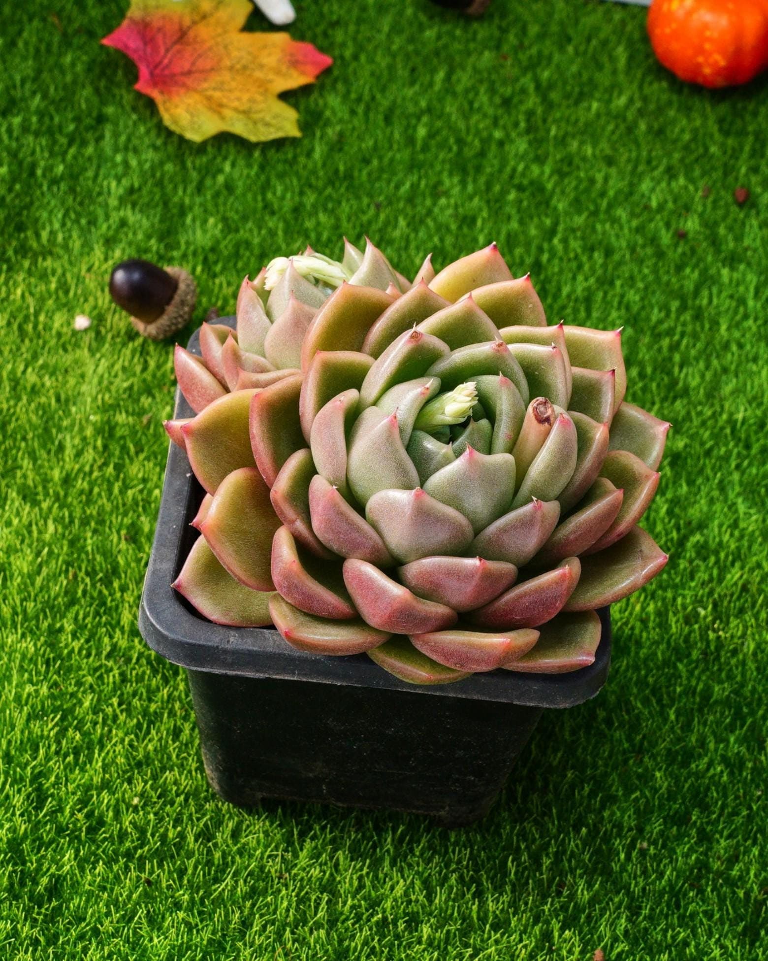 Maysオーダーページ•*¨*•.¸¸♬ MaySlateArt - Etsy 日本