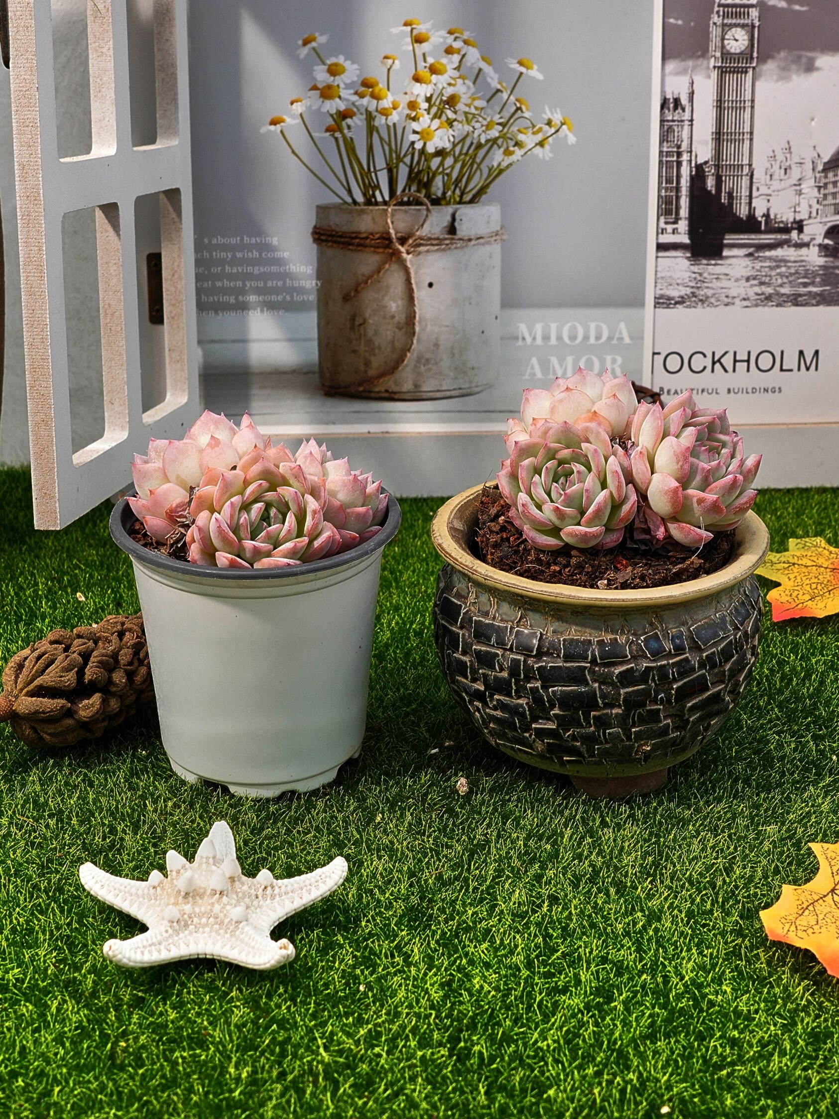 3'' エケベリア デザートローズ - Etsy 日本