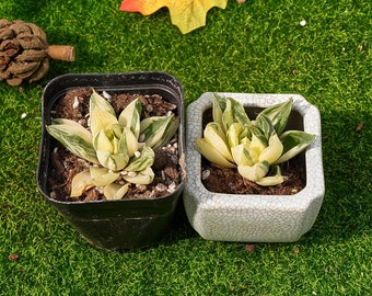 2'' ハオルチア シンビフォルミス 斑入り - Etsy 日本