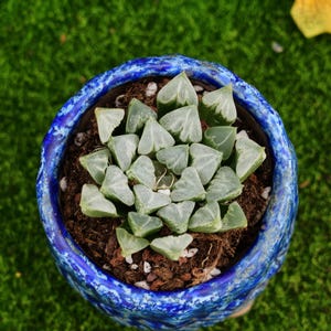 2.5&#39;&#39; Haworthia Love Hearts