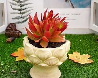 4'' Crassula Capitella Campfire