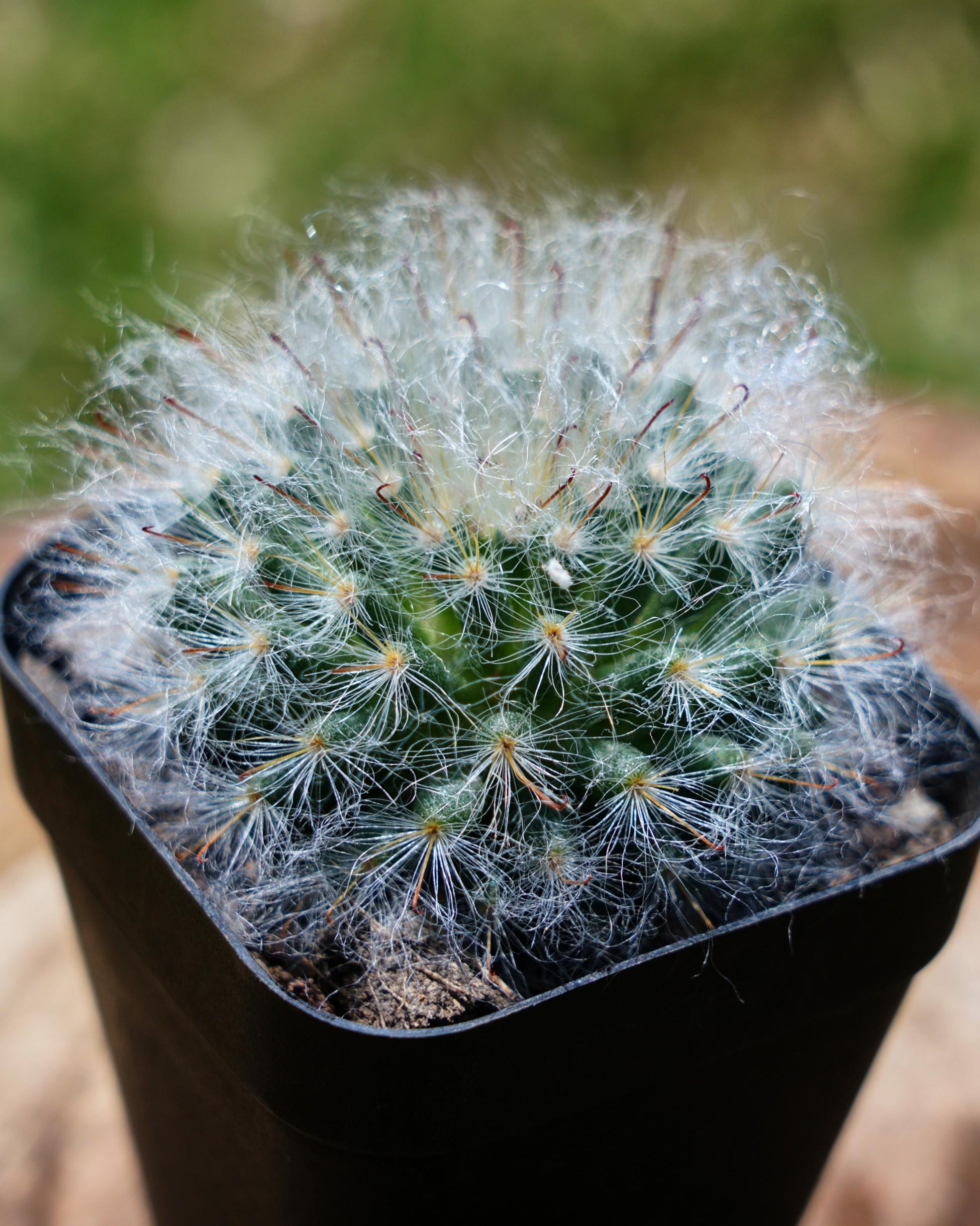 Rare astrophytum - Etsy 日本