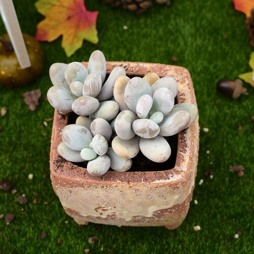 4''Pachyphytum Oviferum 'Cheese'