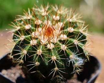 Rare Melocactus Broadwayi - Etsy