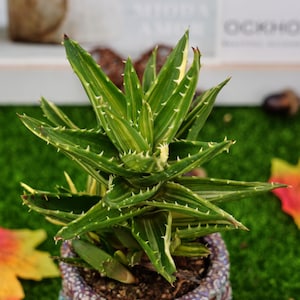aloe vera gel innerlich Aloe Vera Gel