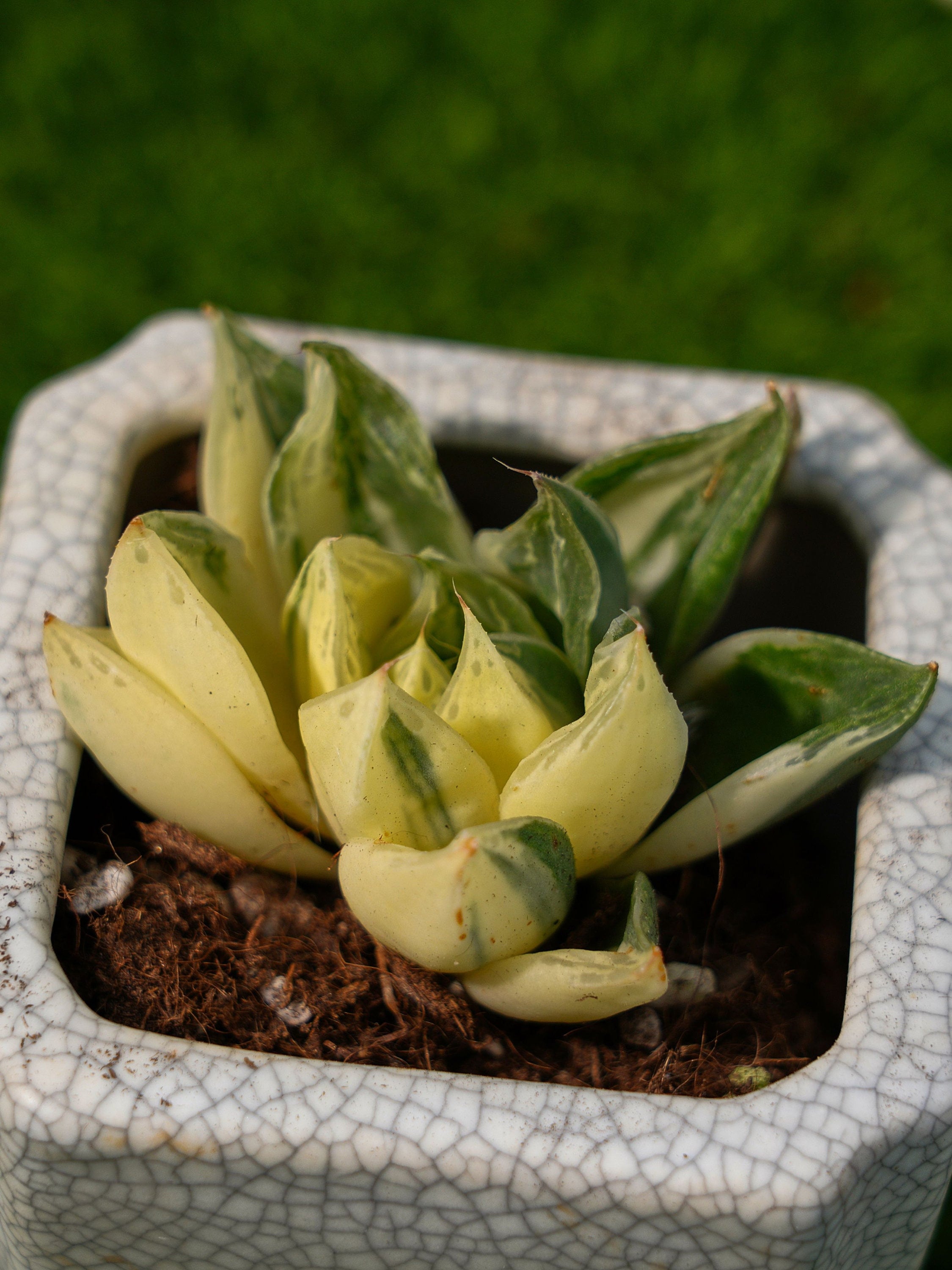 2'' Haworthia Cymbiformis Variegated