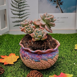 4&#39;&#39; Graptosedum Miul