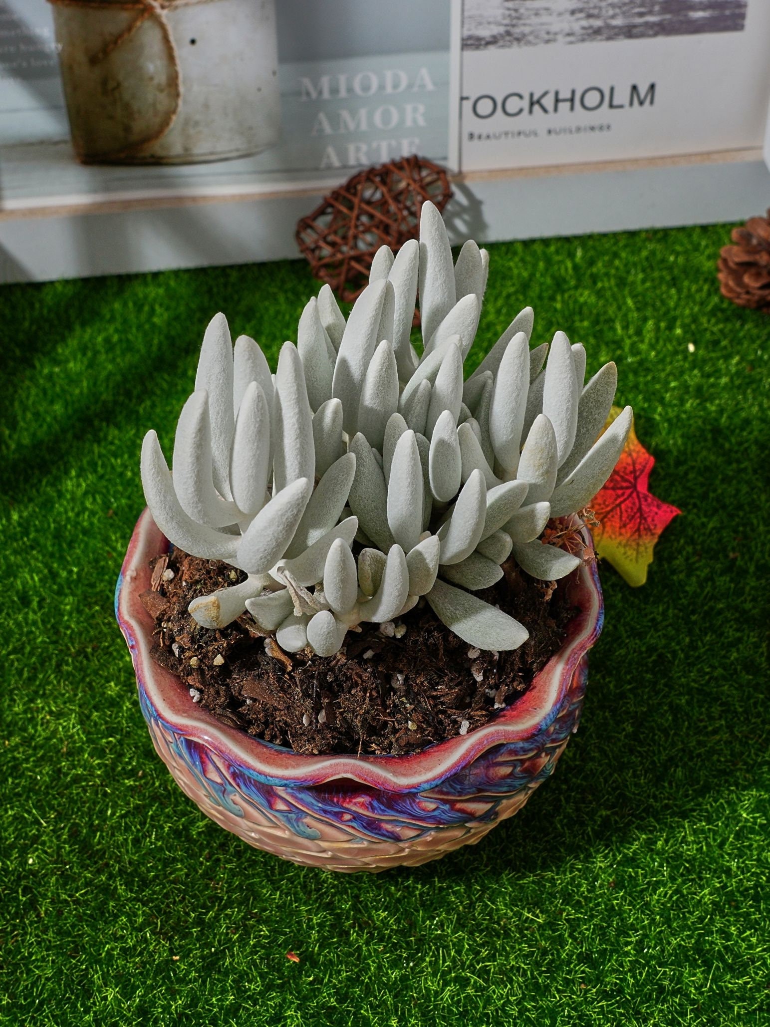Senecio seeds - Etsy 日本