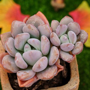 Op de afbeelding: Een close-up van een vetplant met vlezige, lichtpaarse bladeren in een terracotta pot. De bladeren zijn gerangschikt in een rozetvorm en hebben een licht roodachtige tint.