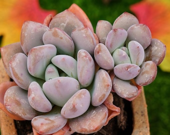 グラプトベリア「ハリー・ワトソン」クラスター、珍しい生きた多肉植物