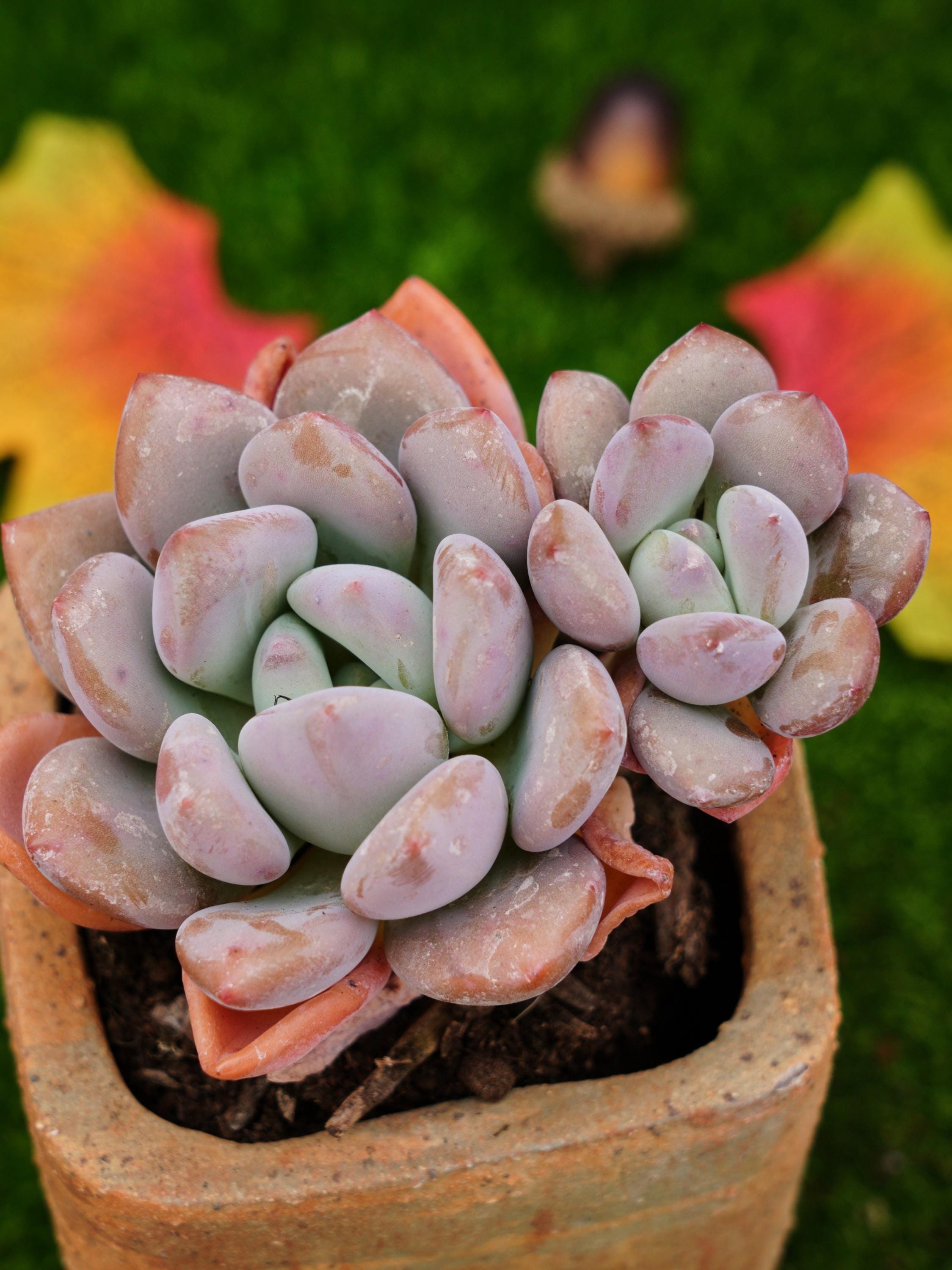 オパリナ エケベリア | - 多肉植物 ◇多肉植物 ハニーミント本店 2.5寸 