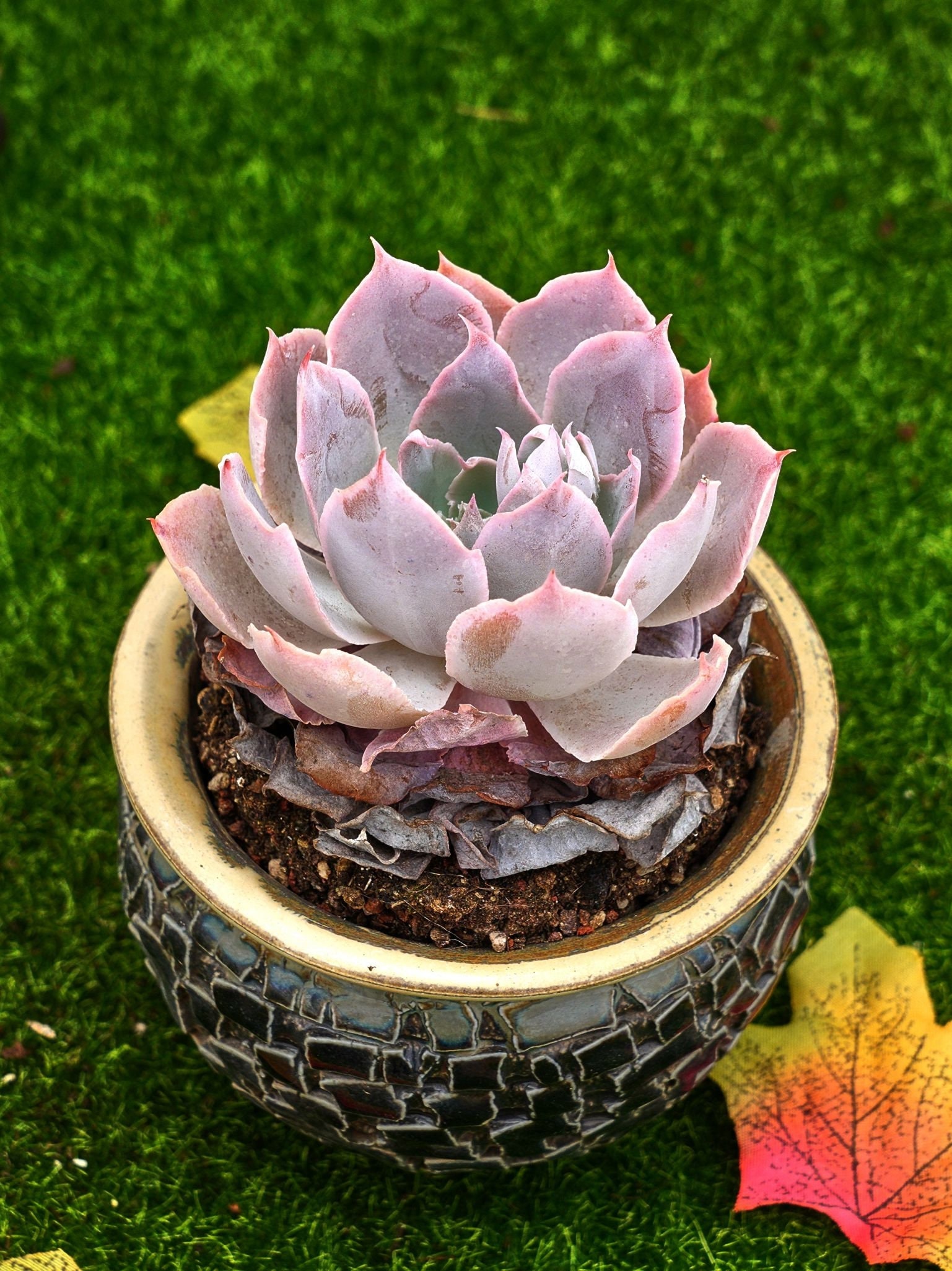 MaySlateArt - Etsy 日本