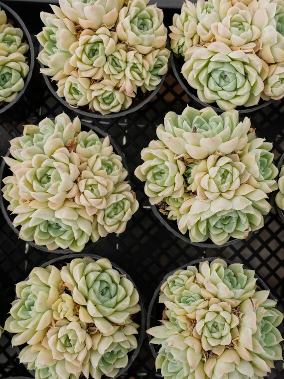 4'' エケベリア ホワイト エレガンス - Etsy 日本