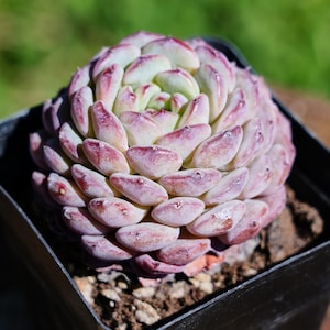May include: A close-up of a succulent plant in a square black pot. The plant has tightly packed, fleshy leaves that transition from light green to pink and red at the tips. The background is blurred green.