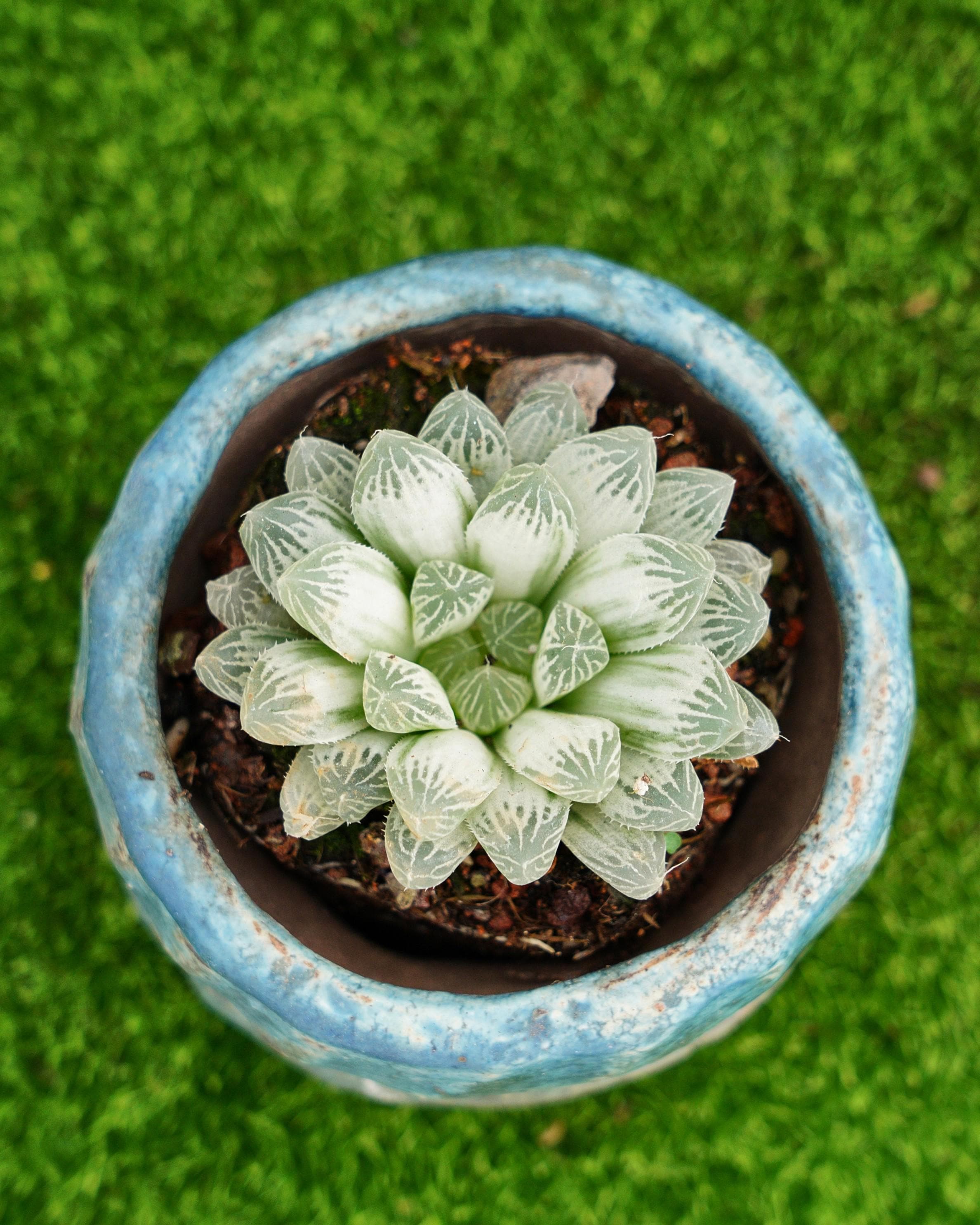 2.5'' Haworthia Cooperi Variegata