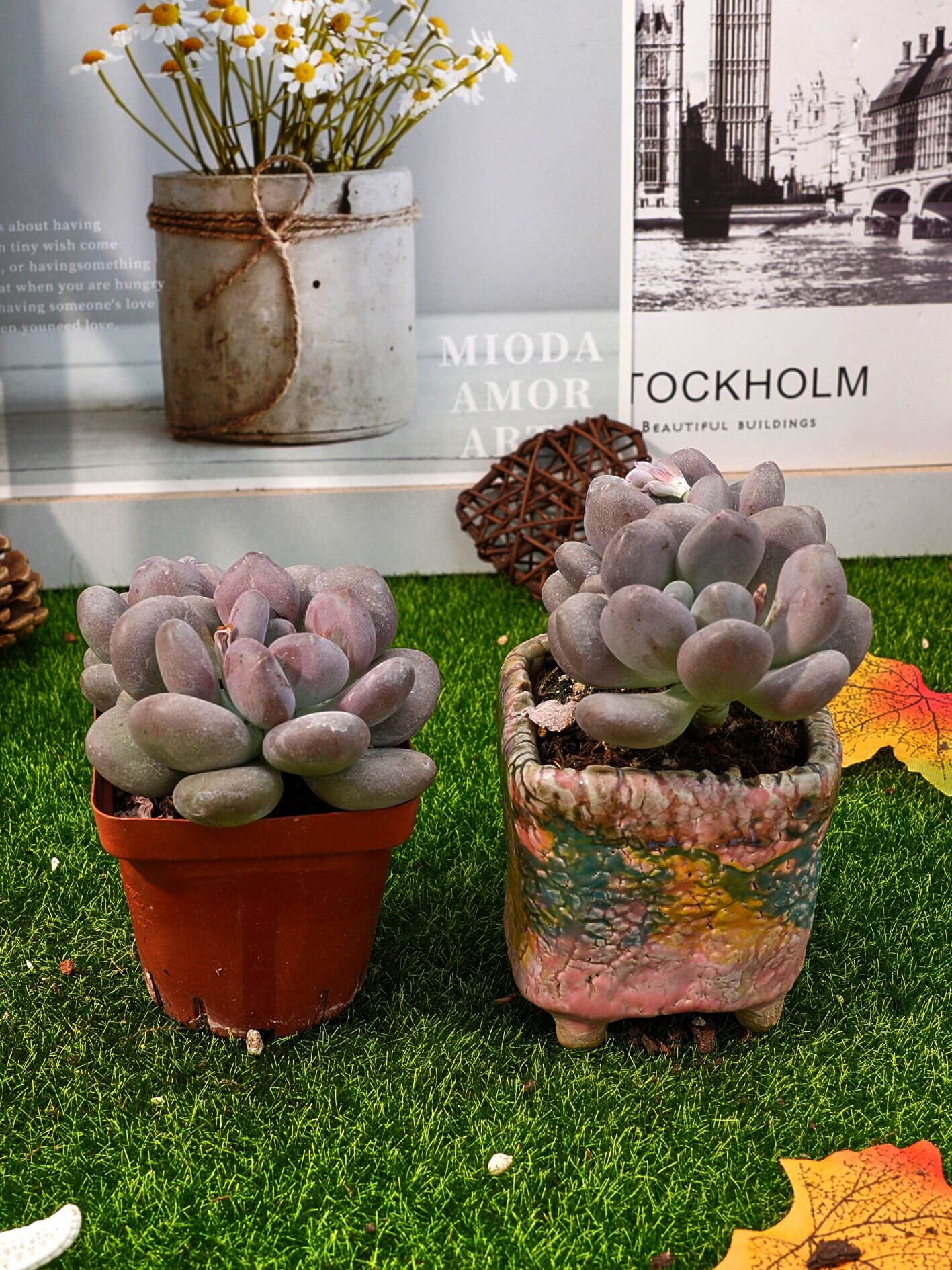 多肉植物 エケベリア セダム ユキレン 32鉢 土鉢づき Z3002 | 観葉植物