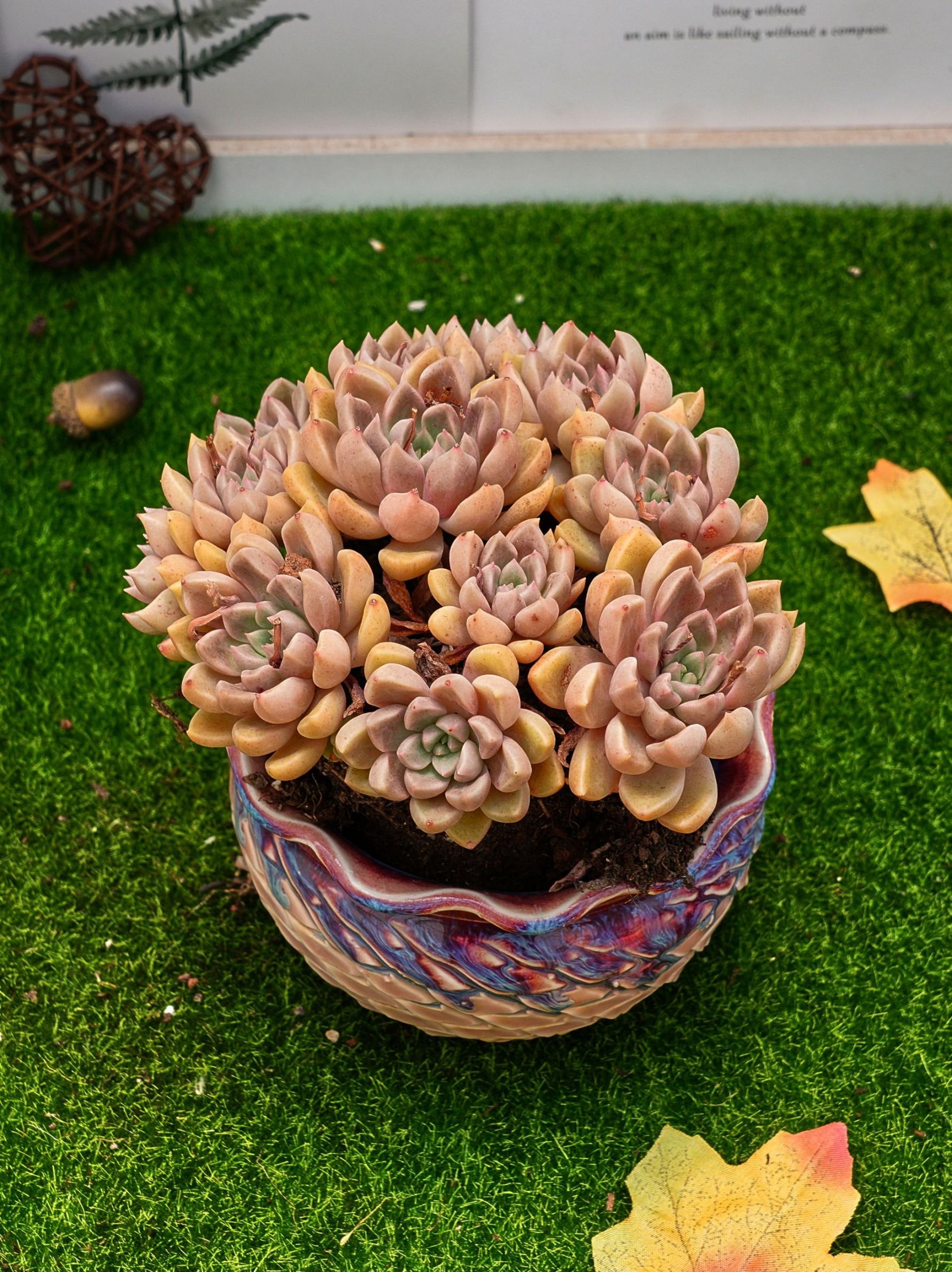 5インチ エケベリア 'アルゼー' - Etsy 日本