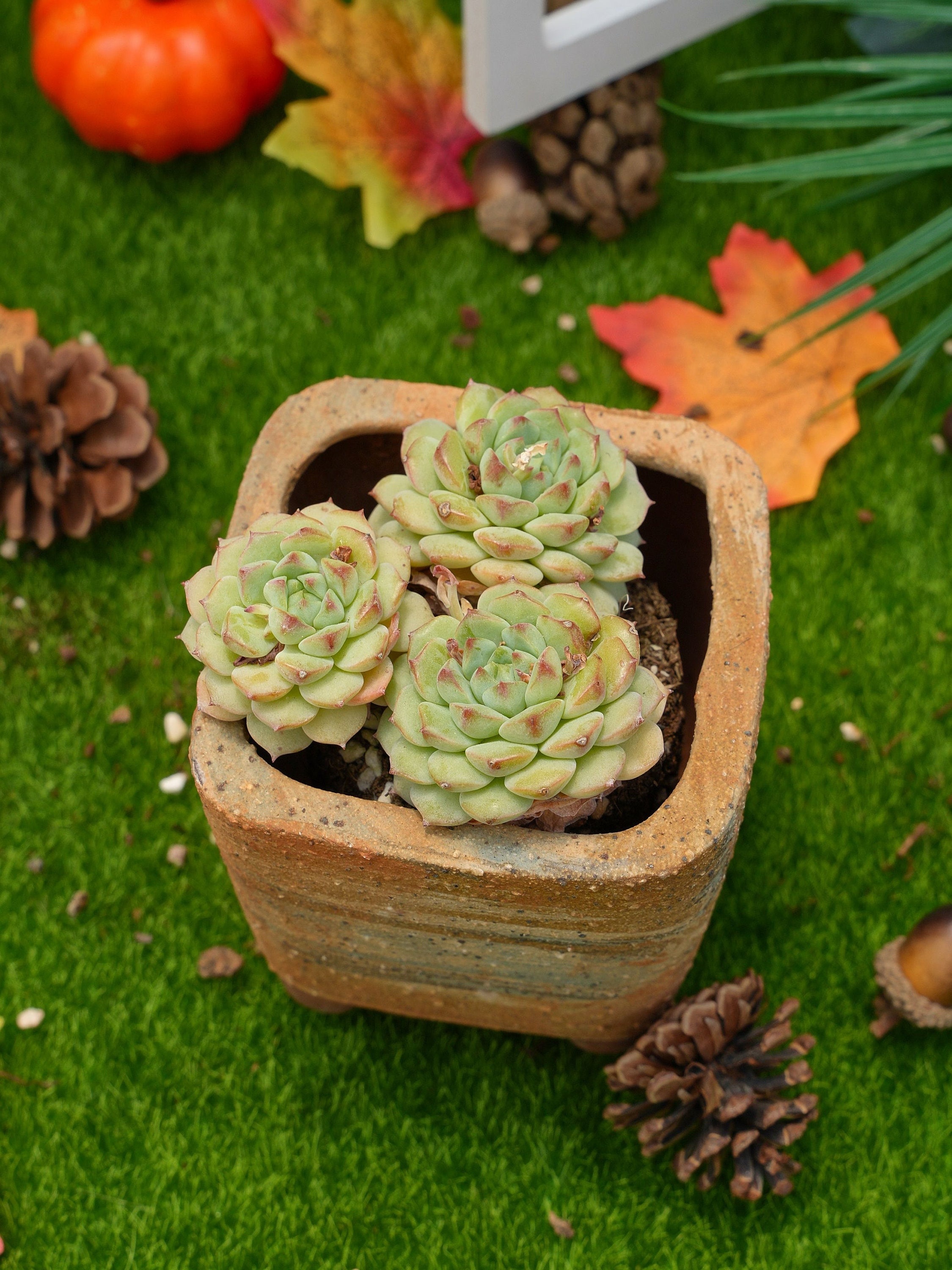 chia seed planting Chia Plant Seeds – Garden & Glimmer main image 1