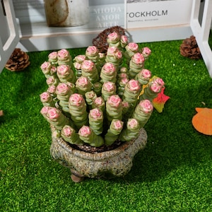 Crassula Marnieriana de 5''
