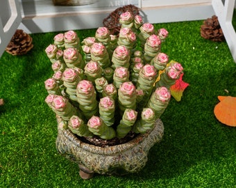 Crassula Marnieriana de 5''