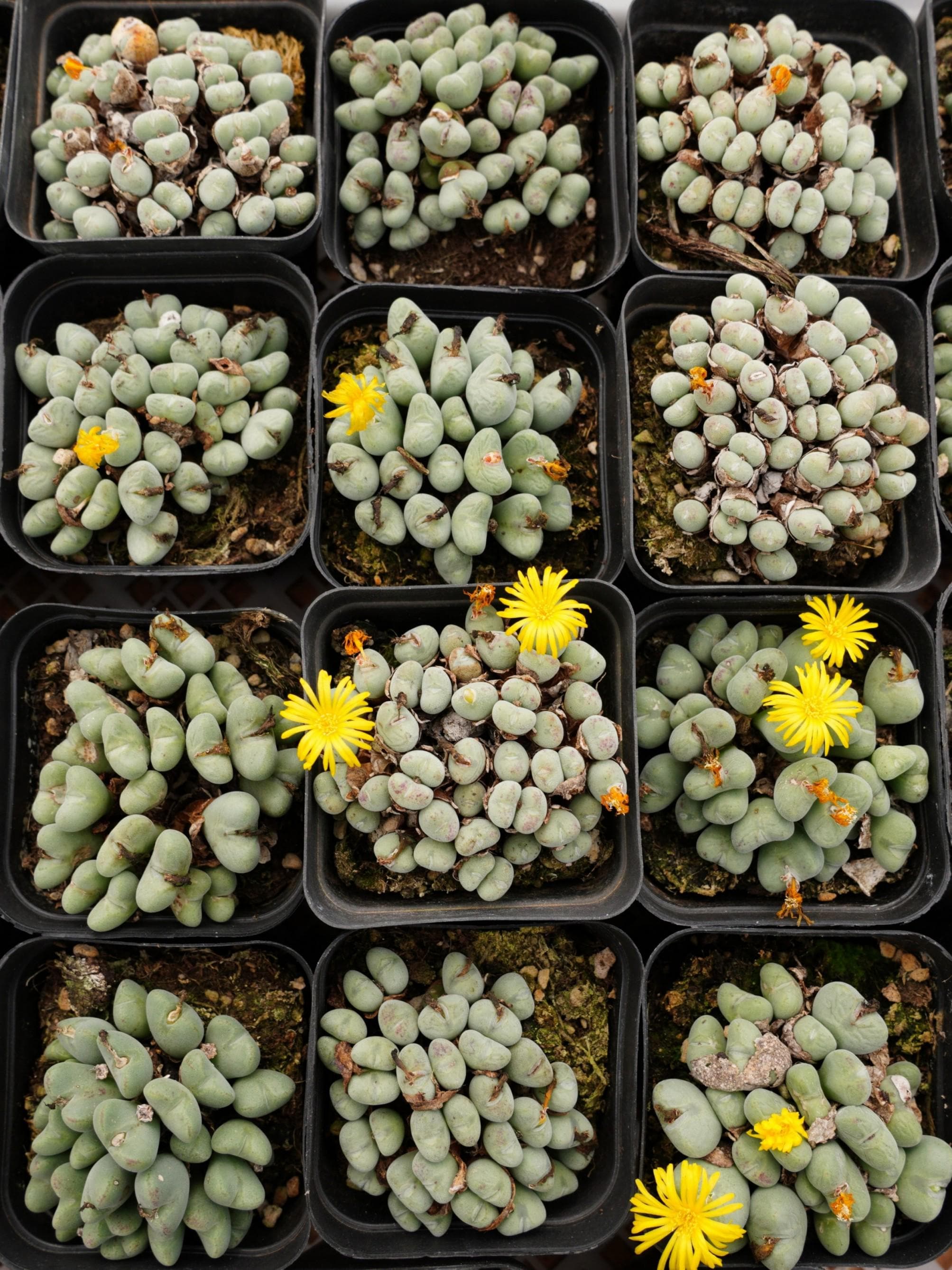 ・:*☆。Conophytum 'luisae'・:*☆。 Conophytum Luisae da 2,5'' - Etsy Italia