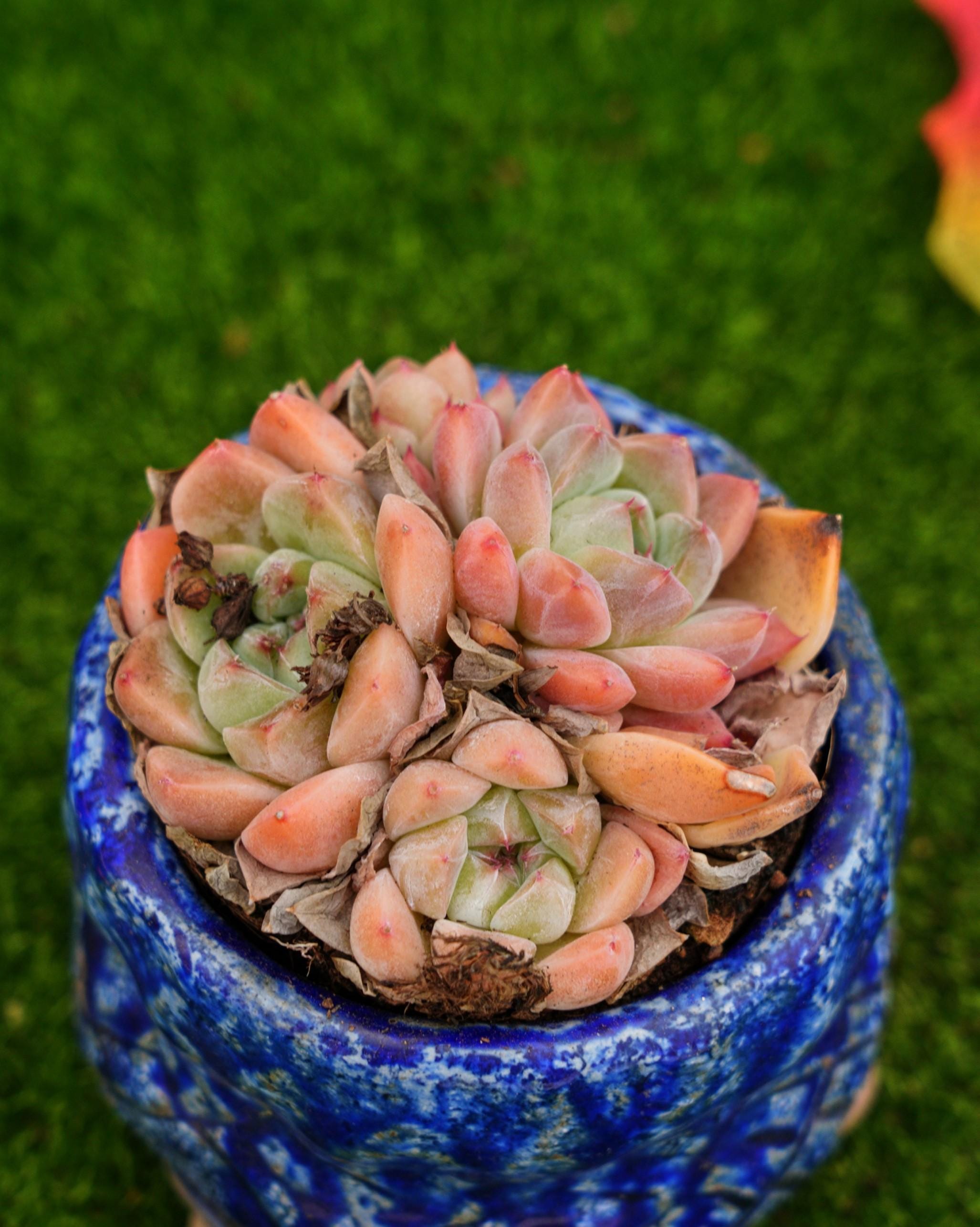 MaySlateArt - Etsy 日本