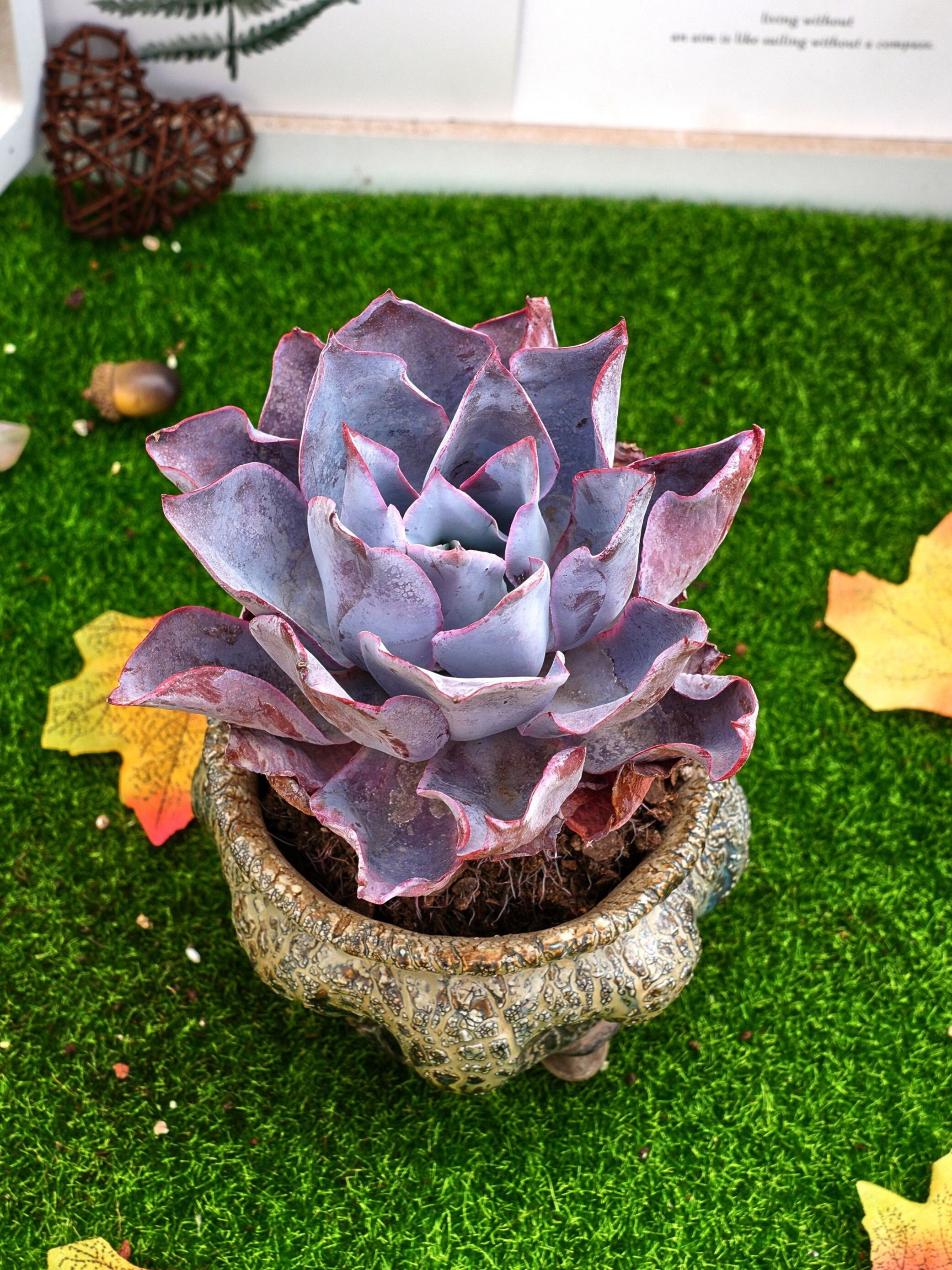 6'' Echeveria Afterglow - Etsy, image size:2082x2777